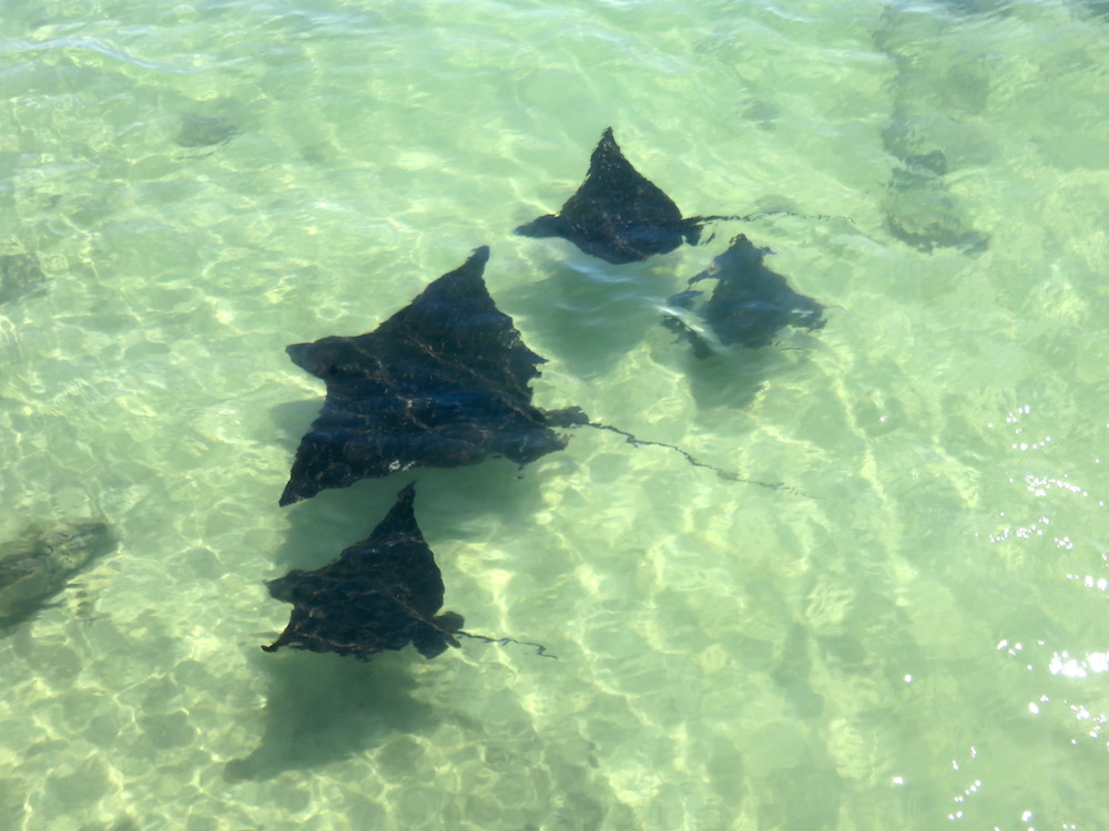 dieren galapagos spotted eagle rays