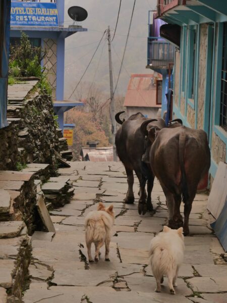 dieren in straten, Annapurna Base Camp Trek