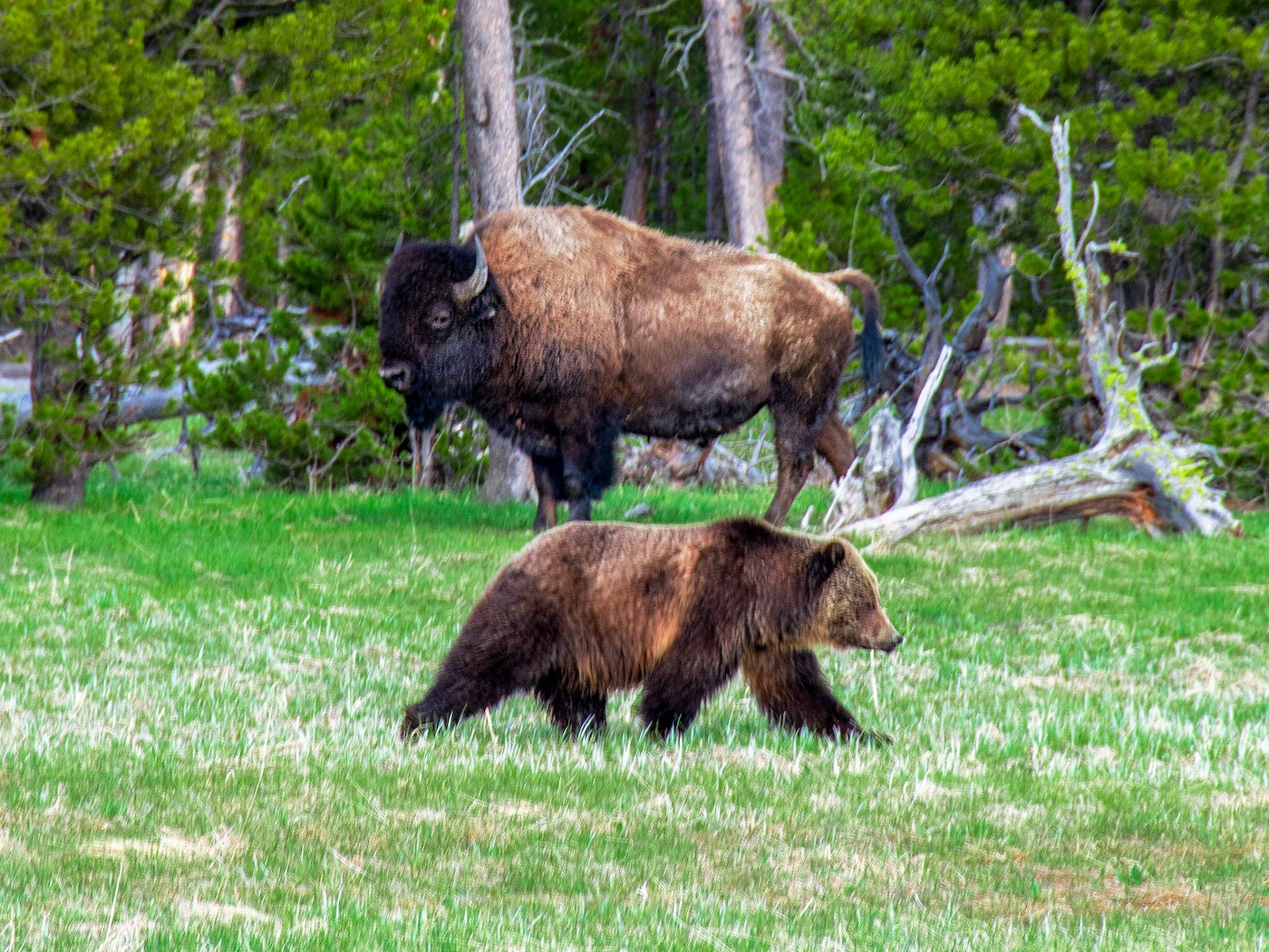 dieren in yellowstone national park amerika