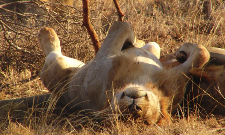dieren loes suus bucketlist