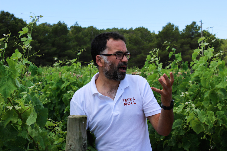 doen op formentera wijngaarden