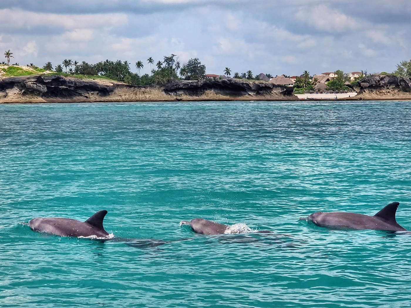 dolfijnen spotten Watamu Marine National Park