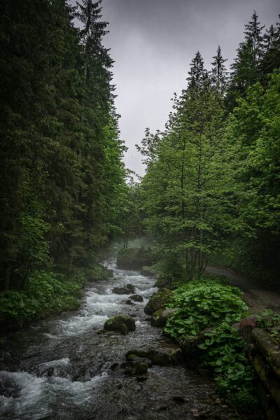 donker bos, polen