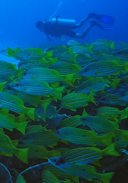 duiken bij raja ampat-2