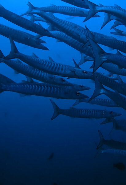 duiken bij raja ampat