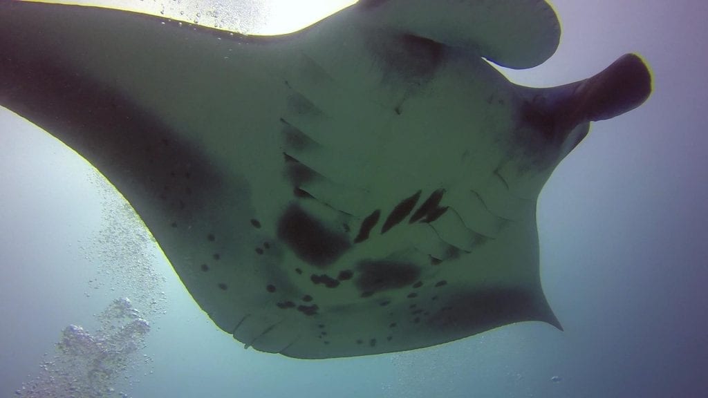 duiken malediven rashdoo Manta