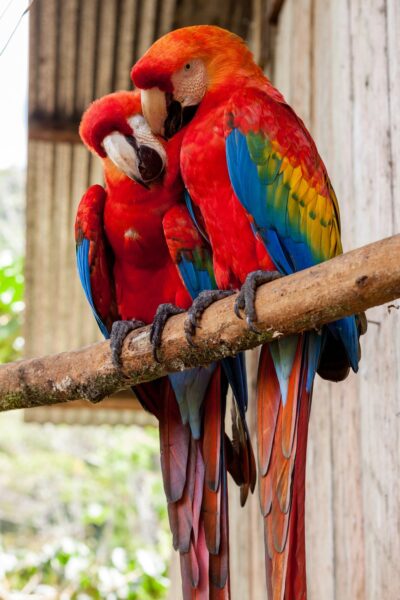 ecuador amazone papegaaien