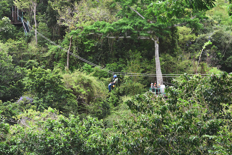 eiland antigua ziplinen jungle