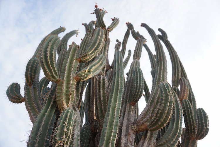 eindeloze cactussen tatacoa woestijn
