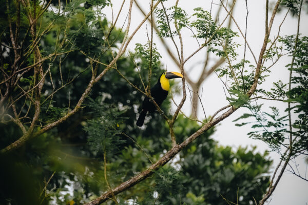 el arenal la fortuna costa rica
