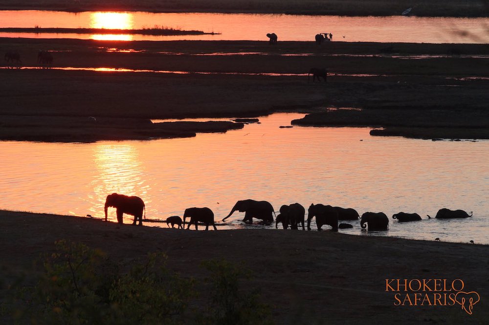 Olifanten steken een rivier over in Chobe
