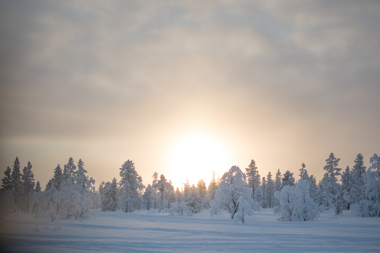 excursies Lapland winterlandschap