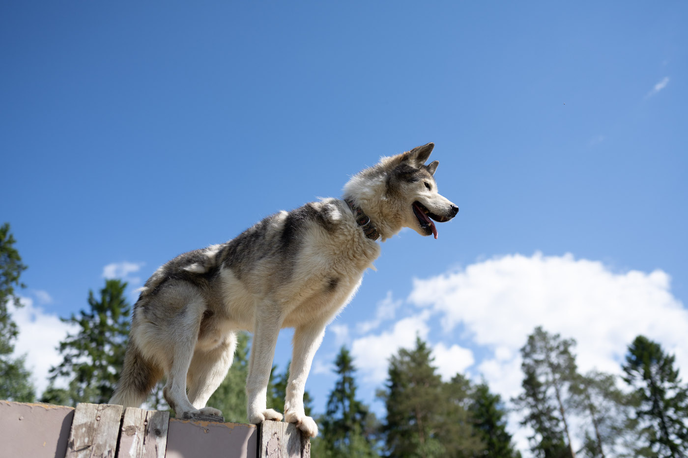 finland vakantie husky