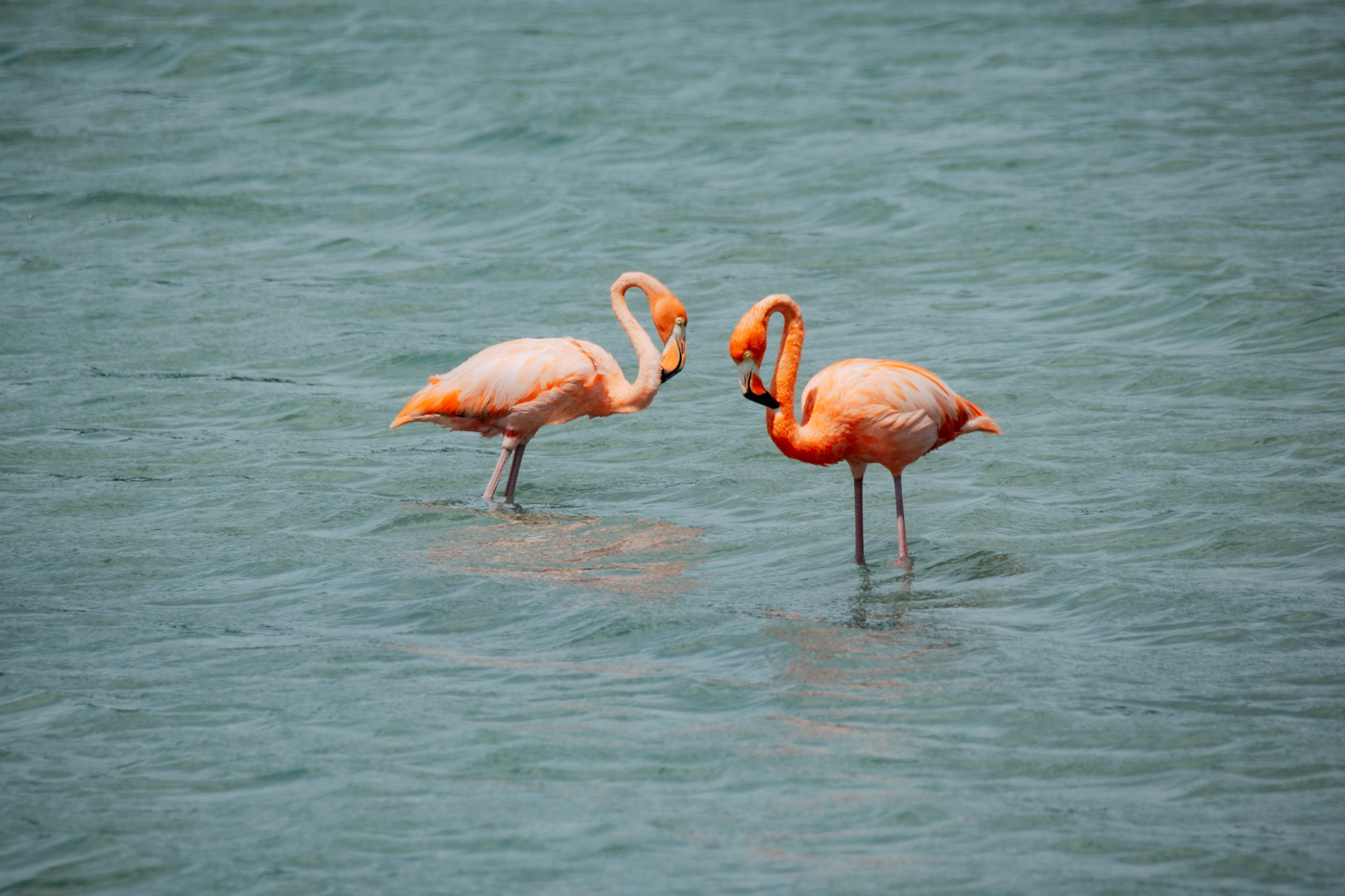 flamingos curacao