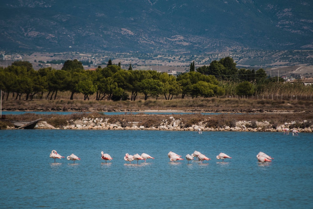 flamingo's rondreis Sardinië