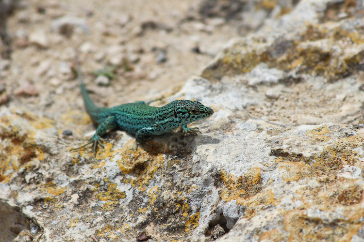 formentera hagedisje kleuren