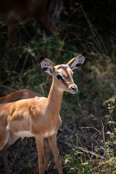 gazelle Rwanda Akagera