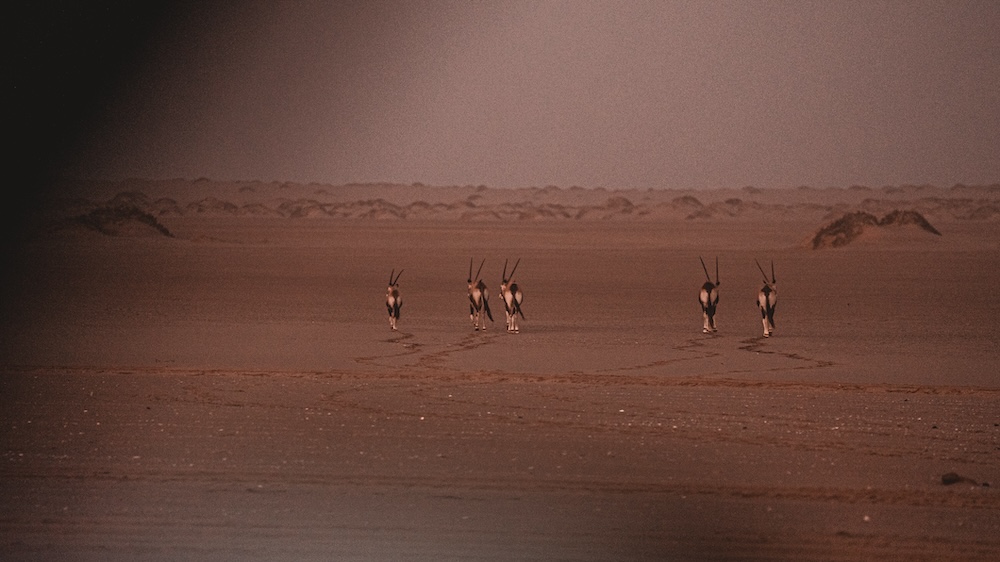 gazelle's in Swakopmund