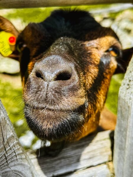 geit op kinderboerderij Dolomieten