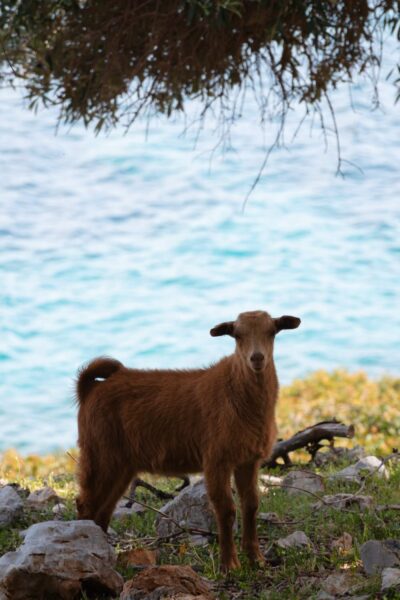 geit tijdens het wandelen op Alonissos