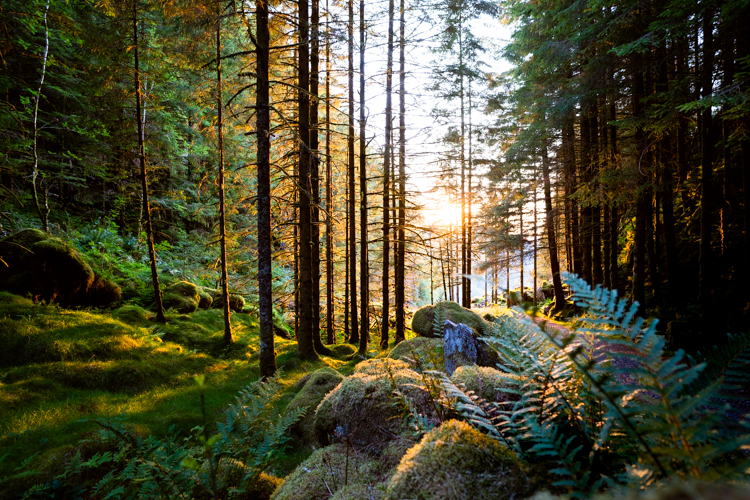 goedkoop-noorwegen-wandelen-donker-bos