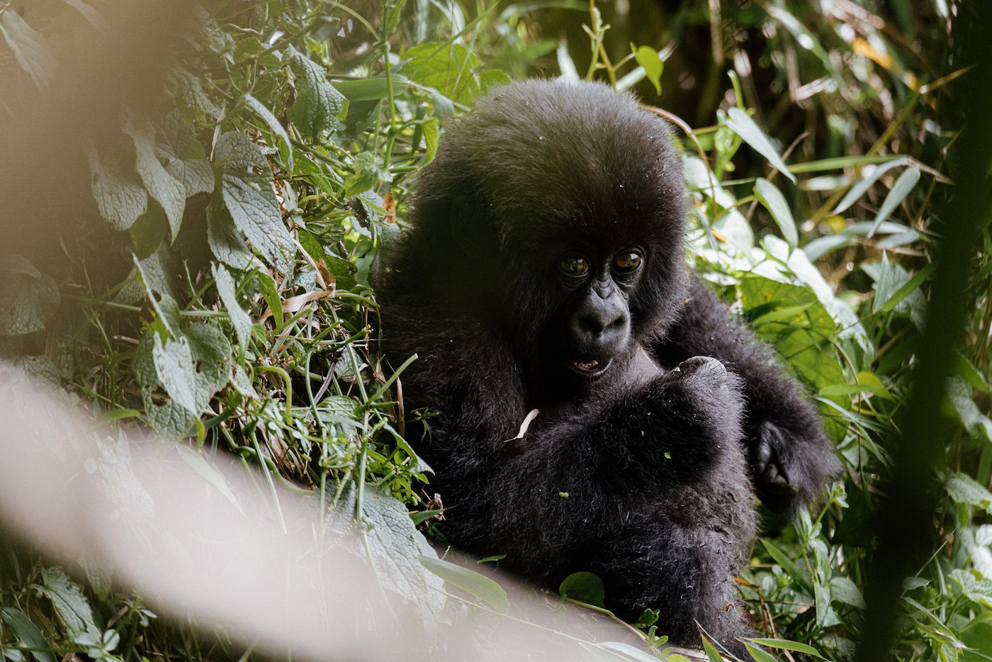 gorilla's zien in rwanda vakantie