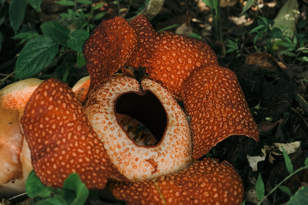 grootste bloem ter wereld rafflesia