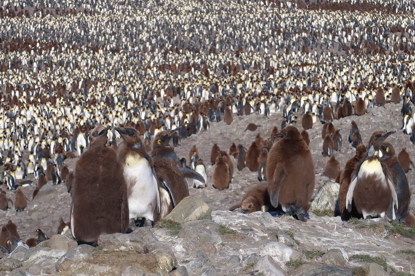 grootste kolonie pinguins St. Andrews Bay