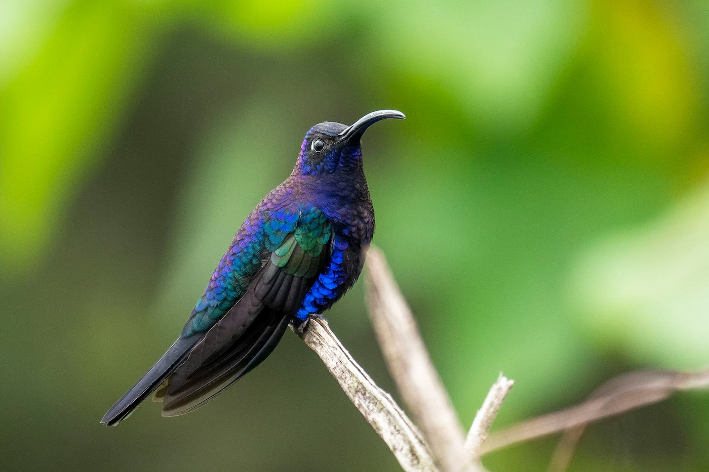 guatemala dieren