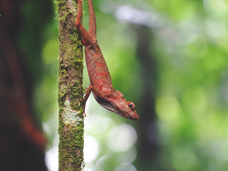 hagedis Catarata del Toro costa rica