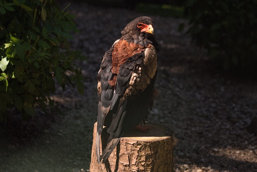 harz duitsland vogels 16