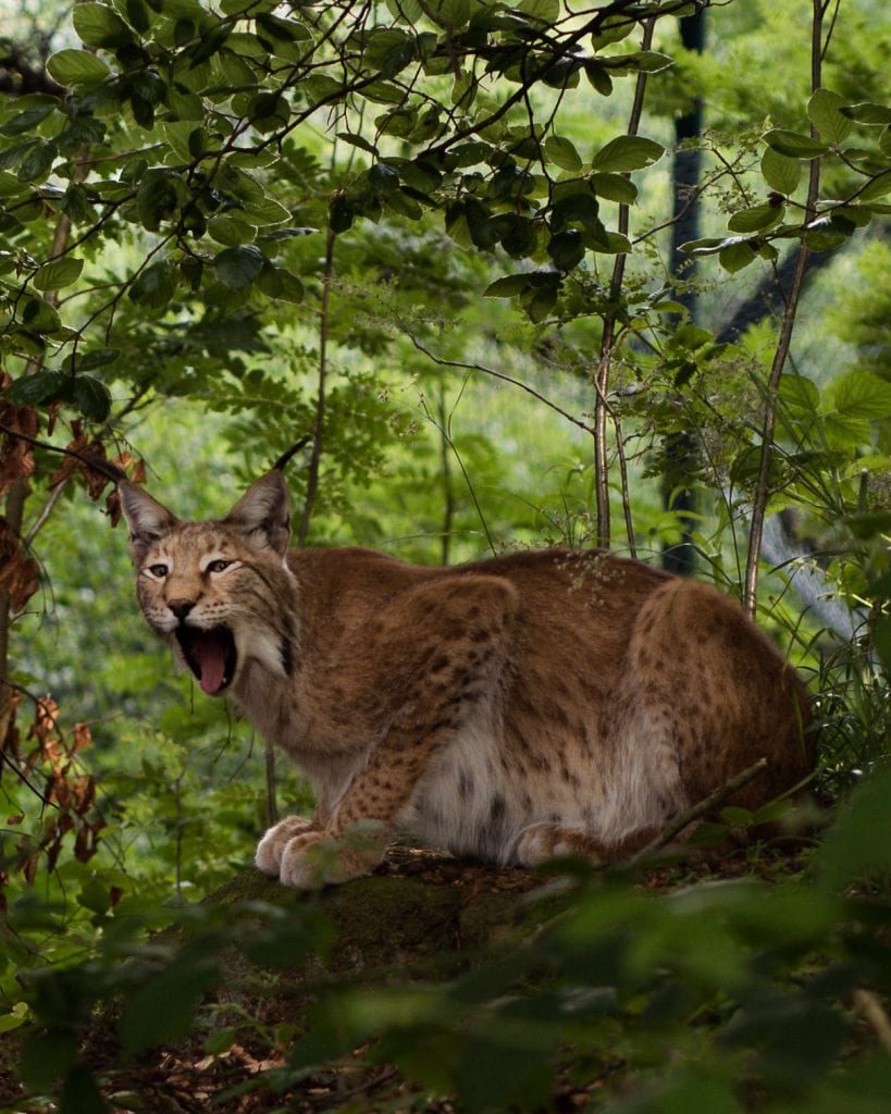 harz lynx dieren duitsland