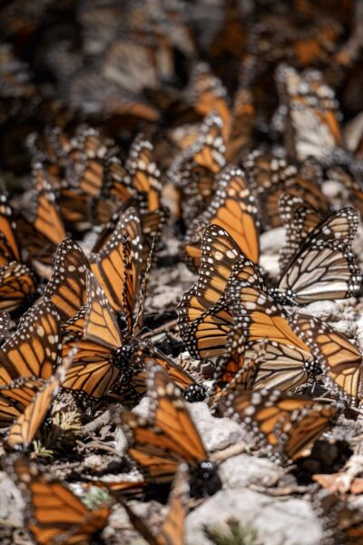 heel veel monarch vlinders mexico