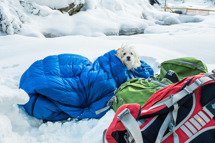 hond ijsklimmen oostenrijk in Eispark tirol