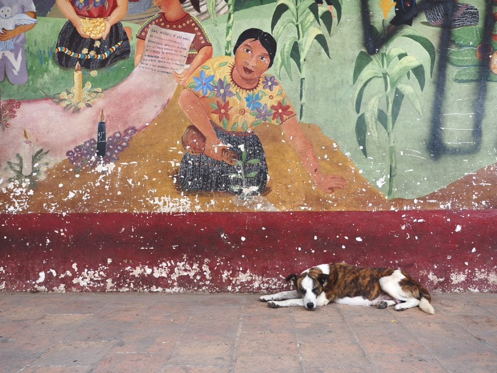 hond markt guatemala Chichicastenango