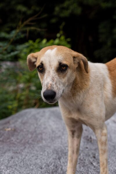 hondje in Pico Bonito