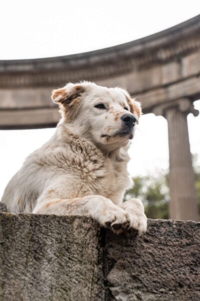 hondje in Quetzaltenango