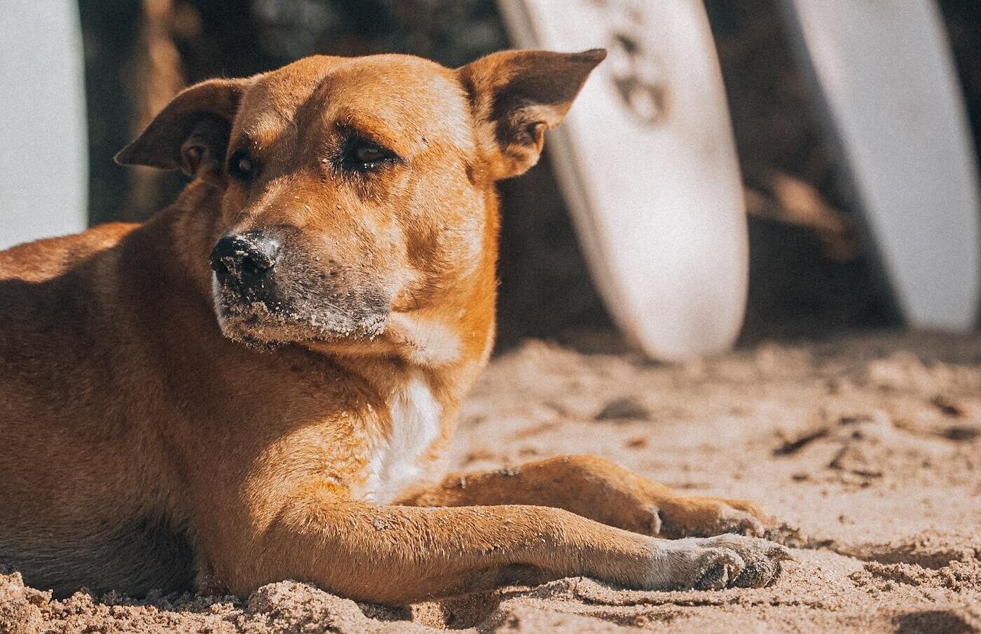 hondje op het strand bij surfplanken