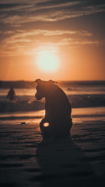hondje op het strand in Costa Rica