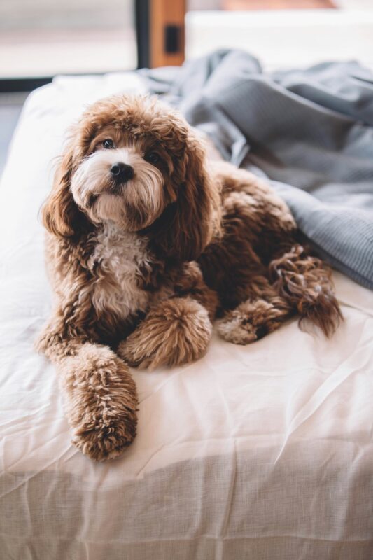 hotel met hond tips