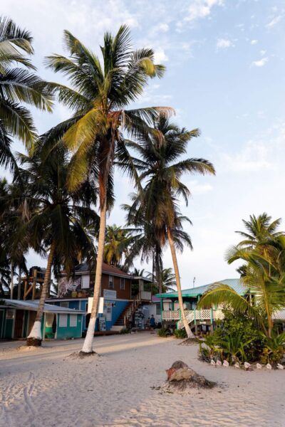 huisje en palmen op Tobacco Caye
