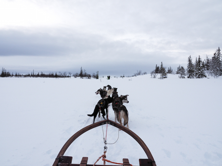 huskytocht lapland activiteiten