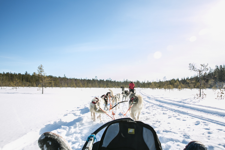 huskytocht lapland sneeuw finland