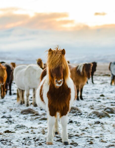 ijsland winter paarden