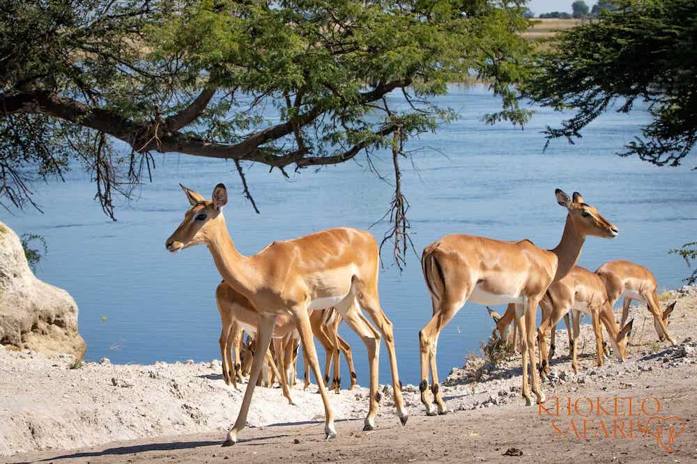 impalas langs de rivier