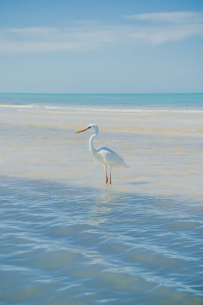 isla holbox vogels
