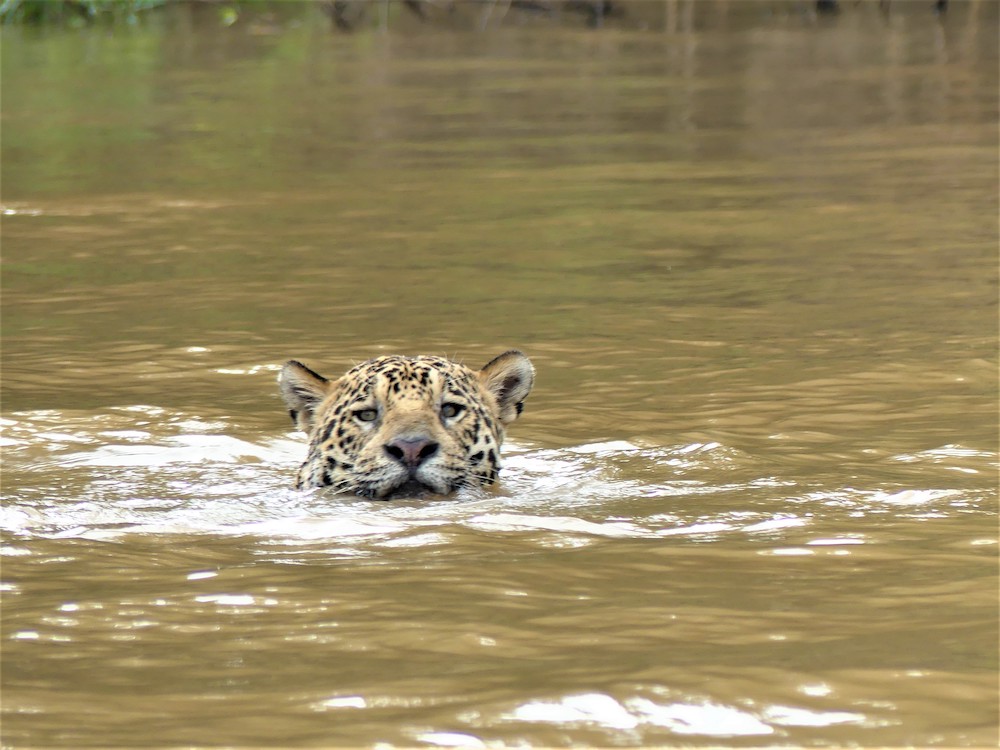 jaguar brazilie pantanal