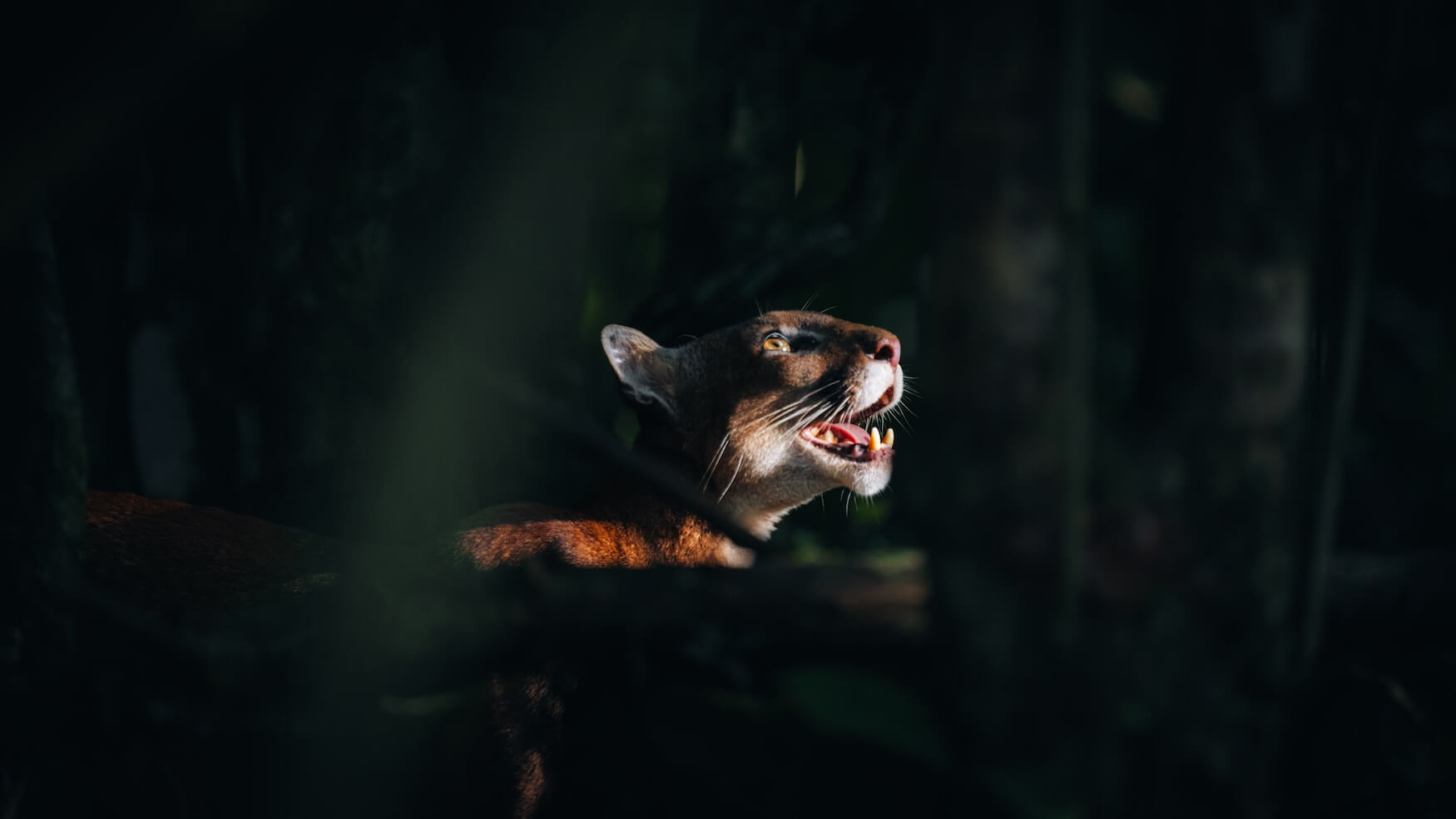puma costa rica