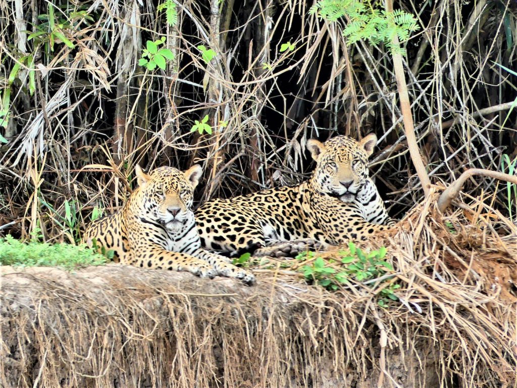 jaguars in pantanal brazilie