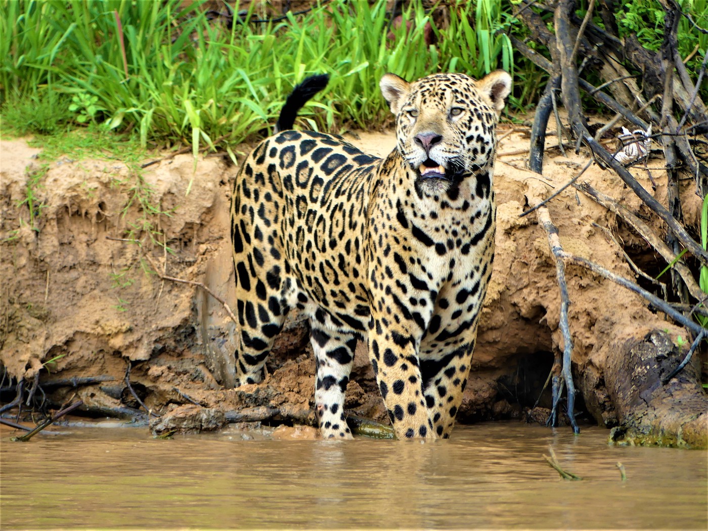 jaguars pantanal brazilie